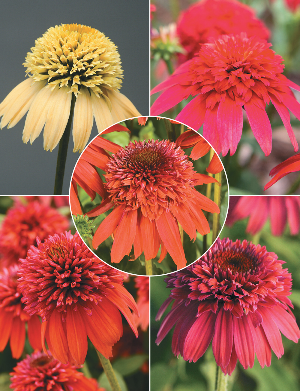 Echinacea Double Scoop (reduced) Collection