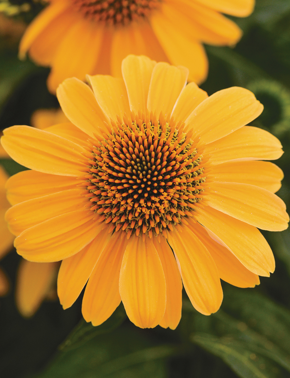 Sombrero Echinacea 'Granada Gold'