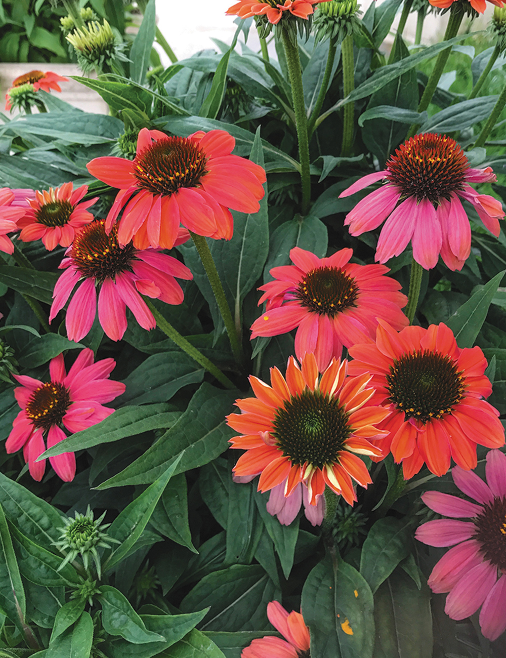 Sombrero Echinacea 'Hot Coral'