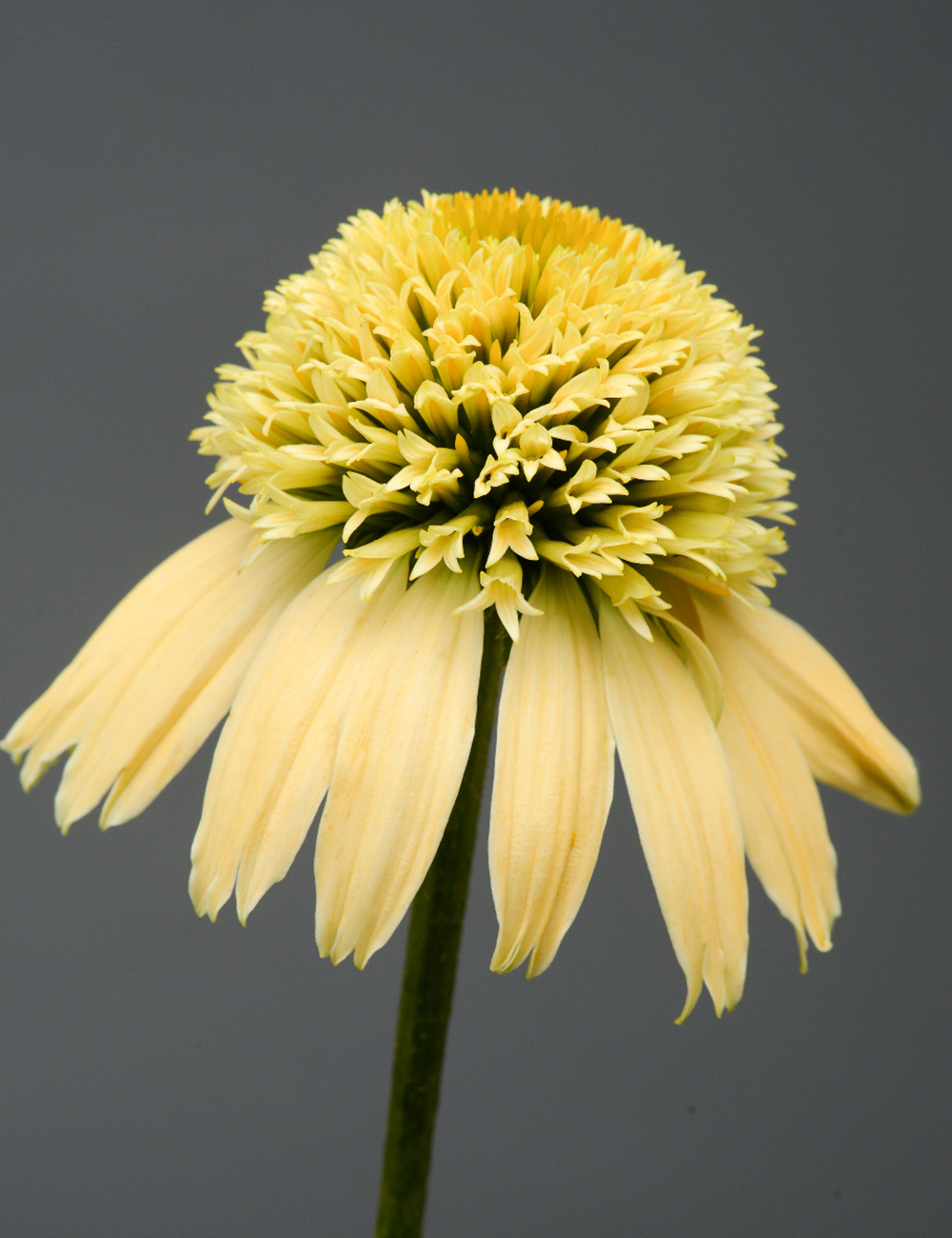 Double Scoop Echinacea 'Lemon Cream'