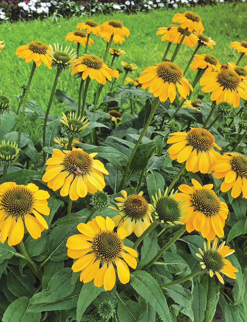 Sombrero Echinacea 'Lemon Yellow'