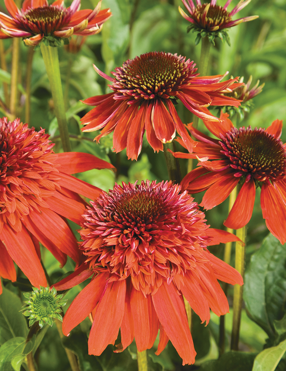 Double Scoop Echinacea 'Mandarin'