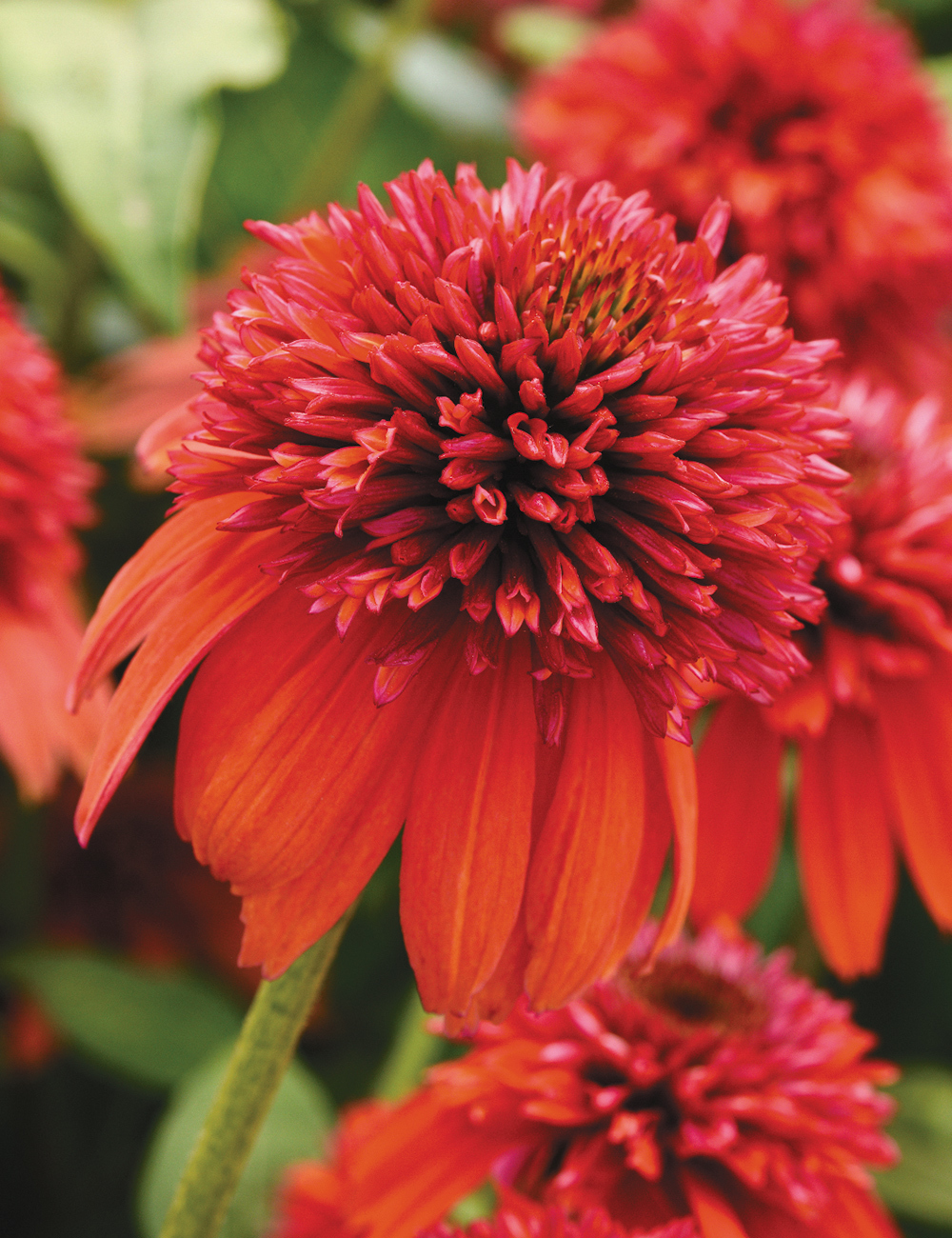 Double Scoop Echinacea ' Orangeberry'