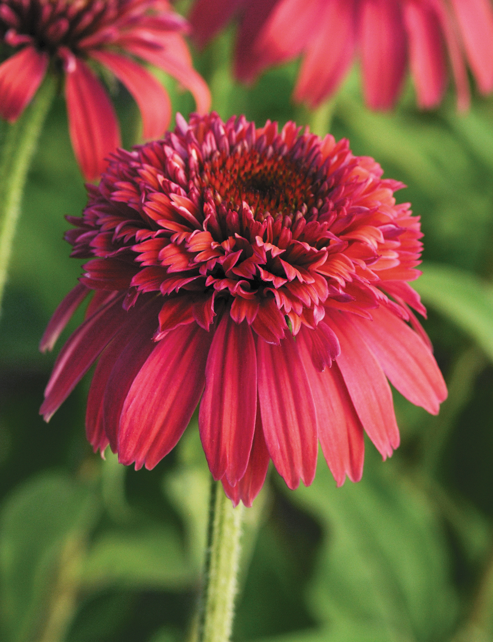 Double Scoop Echinacea 'Raspberry'