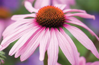 Echinacea Purple Coneflower