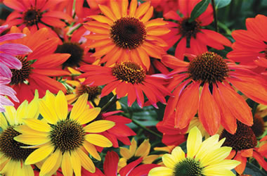 Coneflower Cheyenne Spirit