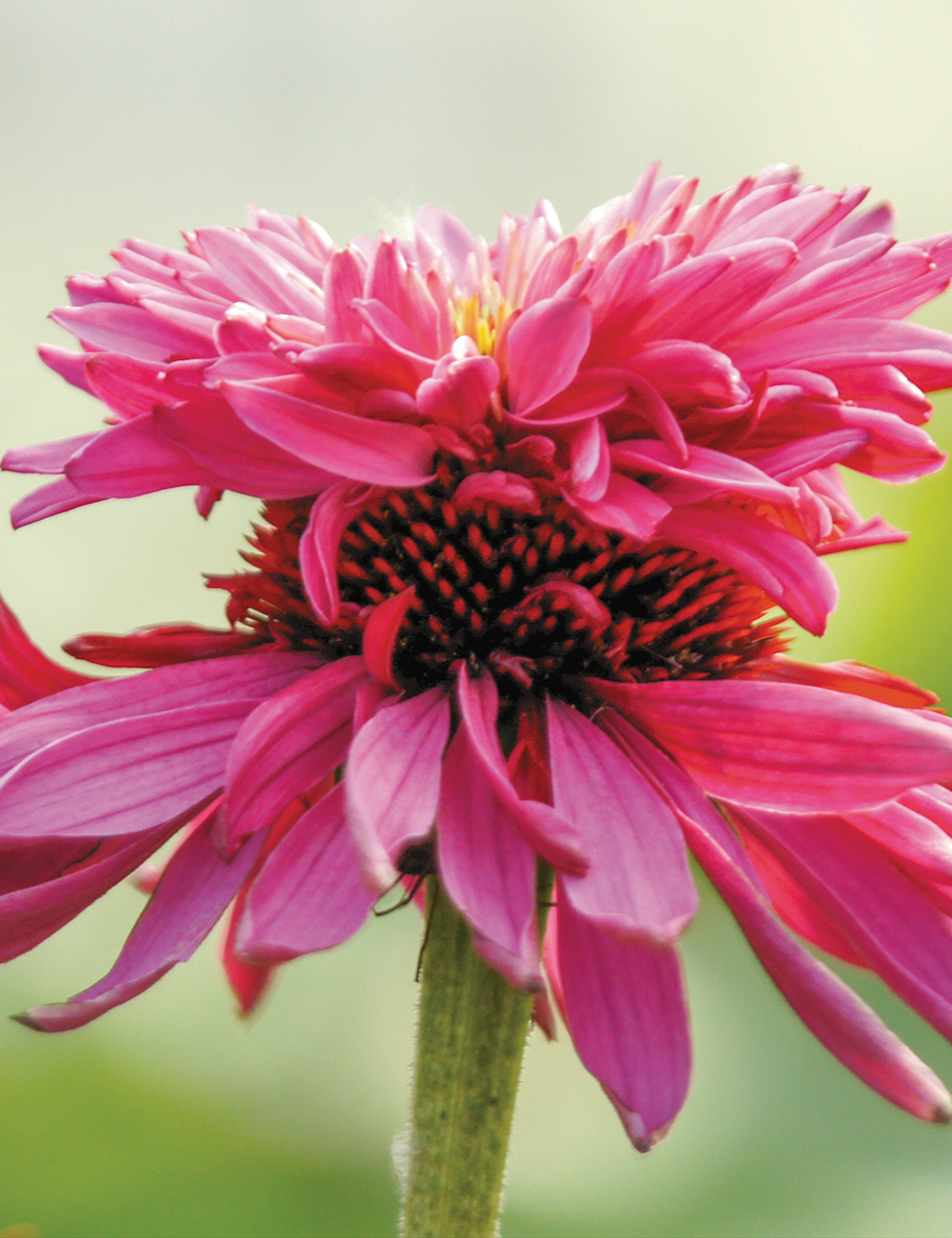 Echinacea Double Decker