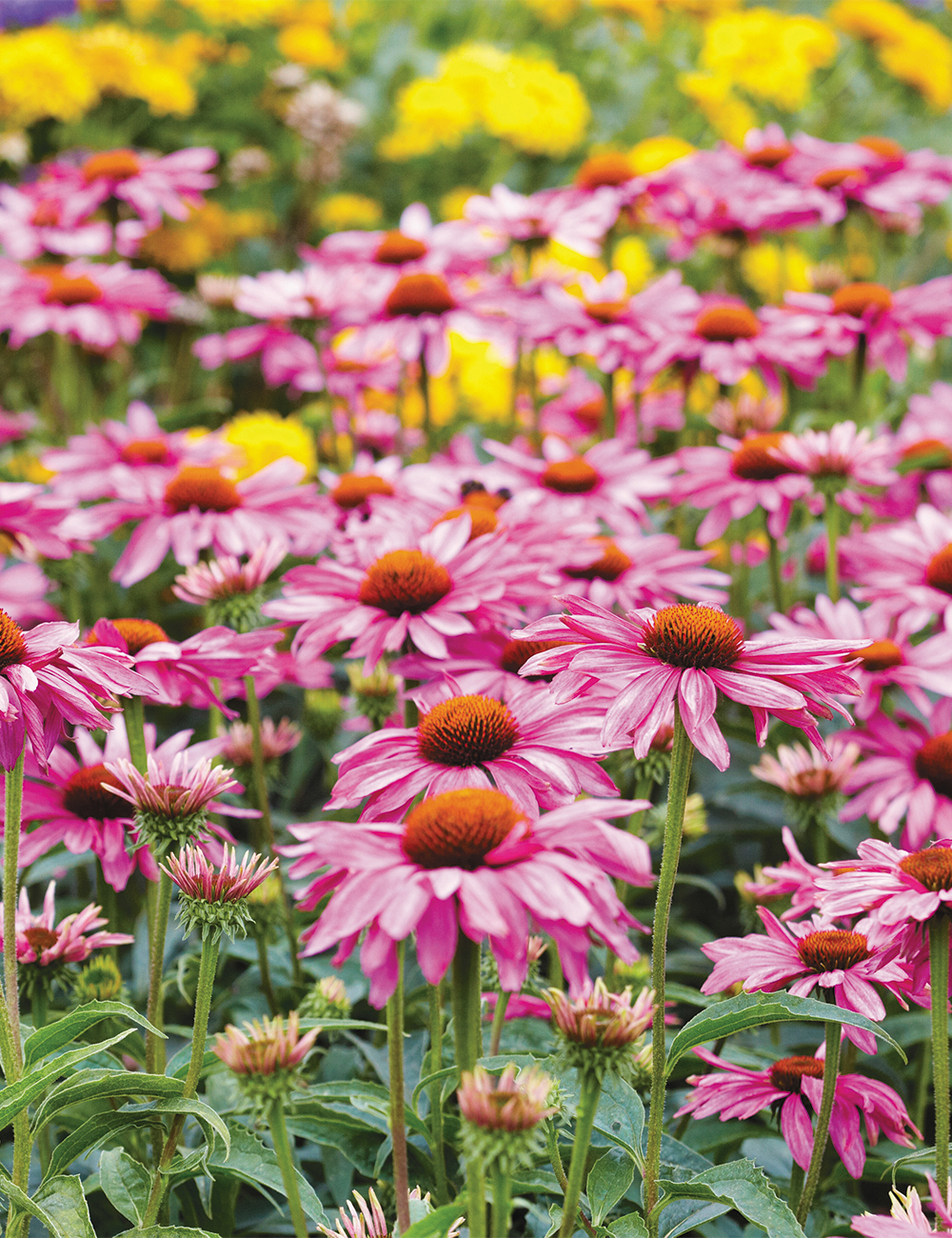 Echinacea 'Magnus Superior'