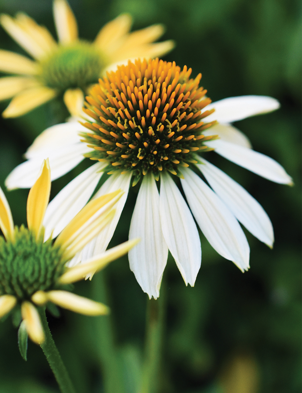 Echinacea Mellow Yellow