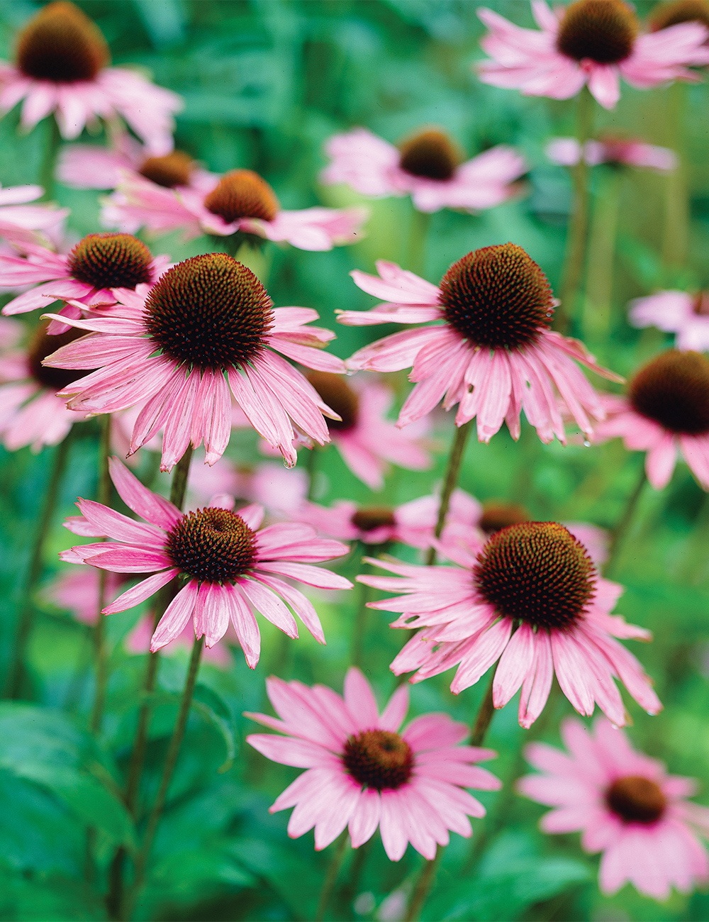 Echinacea 'Primadonna Pink'