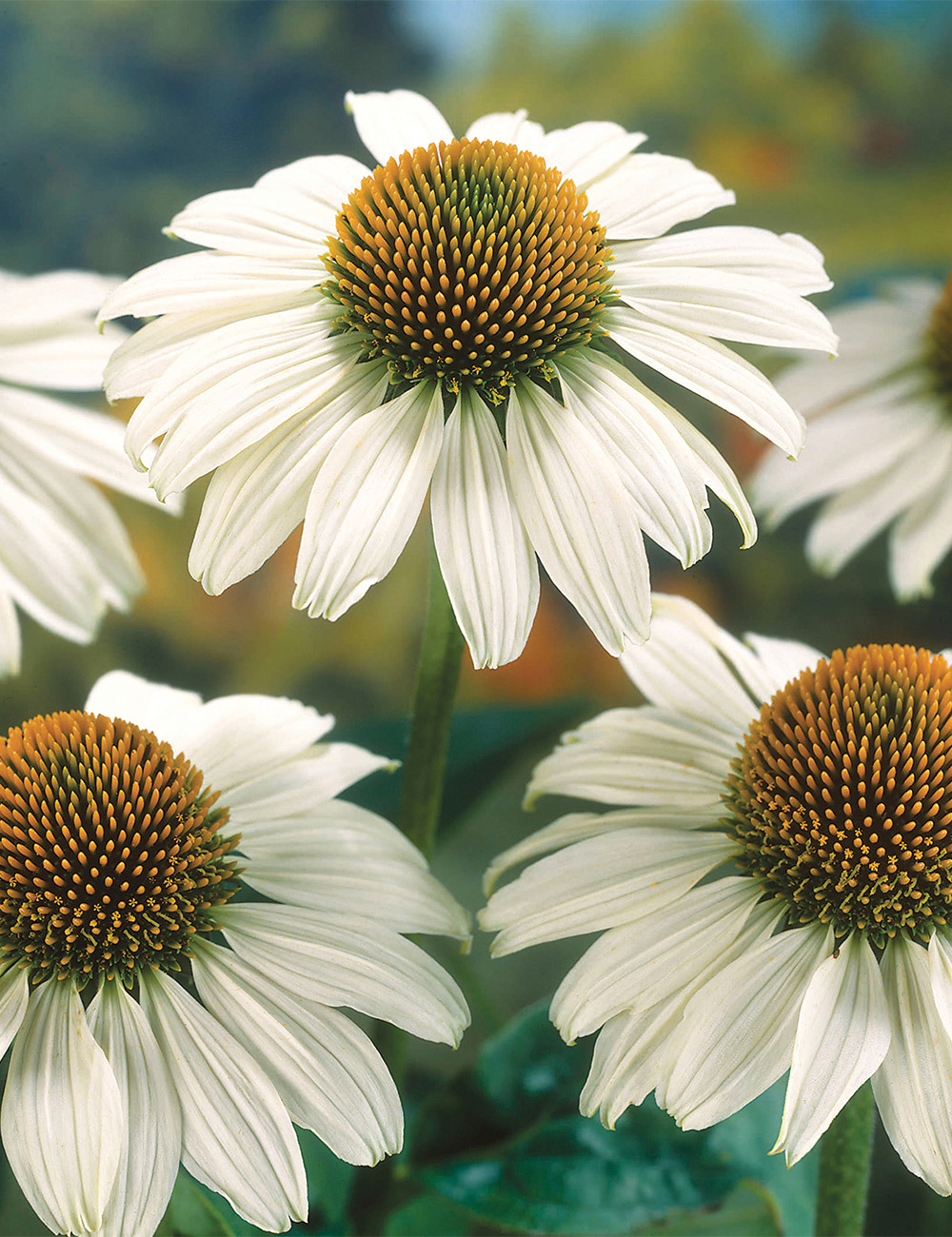 Echinacea 'Primadonna White'