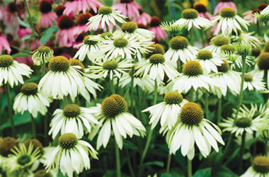 Coneflower Pow Wow White