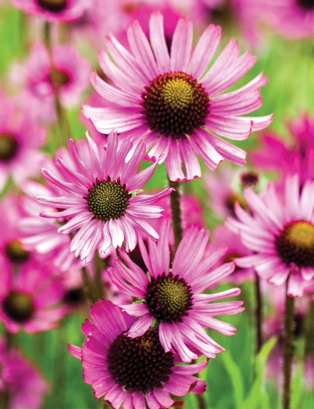 Echinacea Tennessee Coneflower