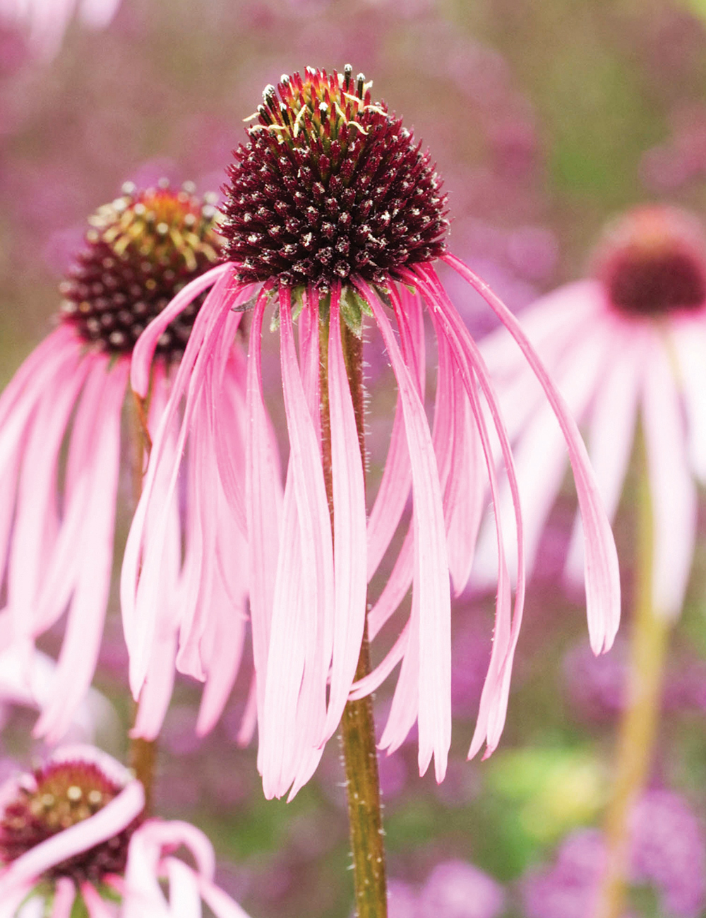 Pale Purple Coneflower