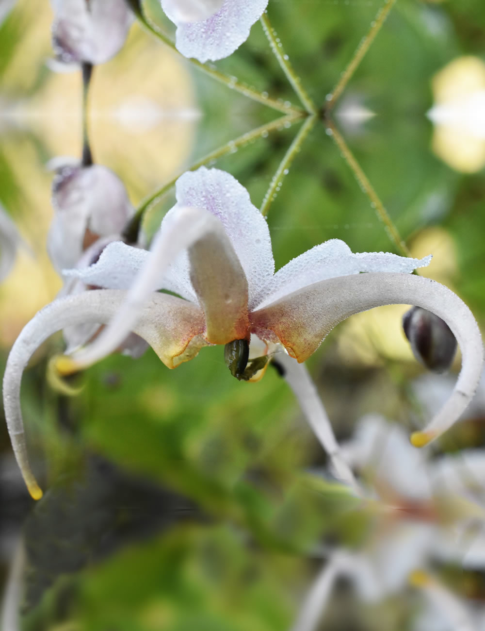 Epimedium Fairy Wings Chinese Epimedium 'Cream Form'