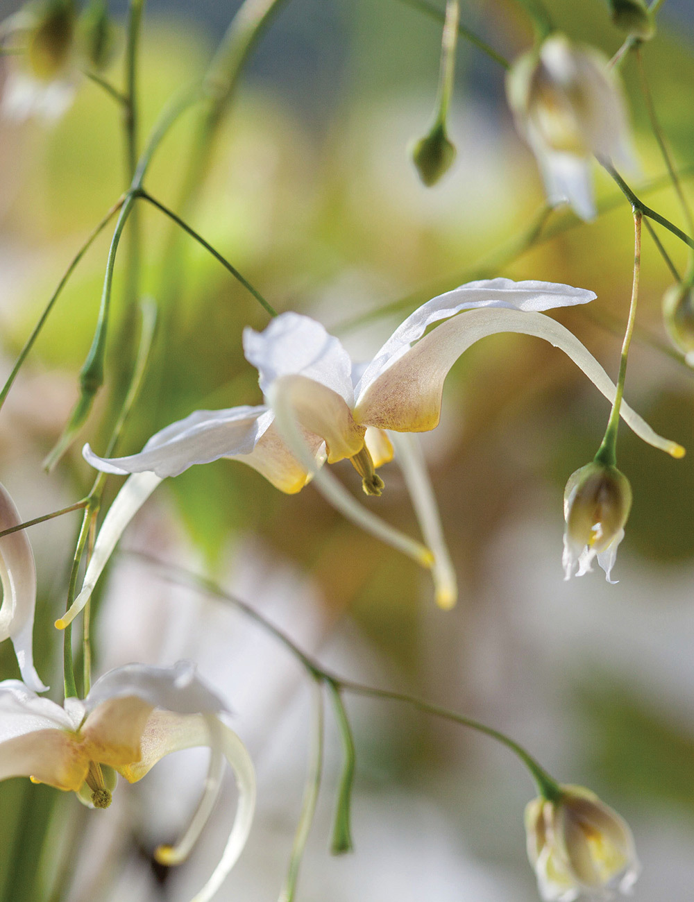 Epimedium 'Cream'