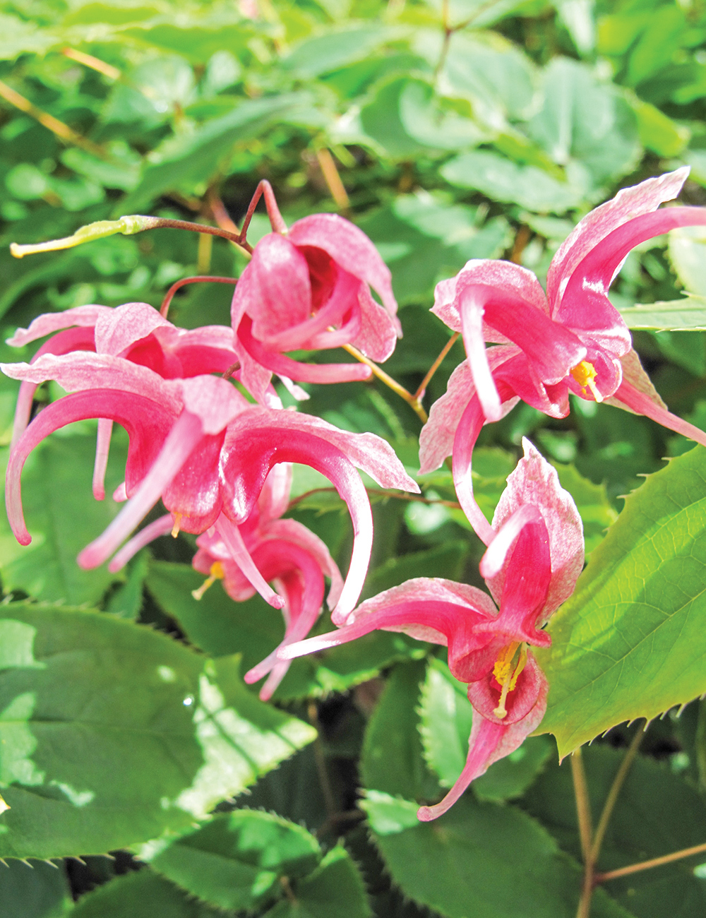 Epimedium Hot Lips