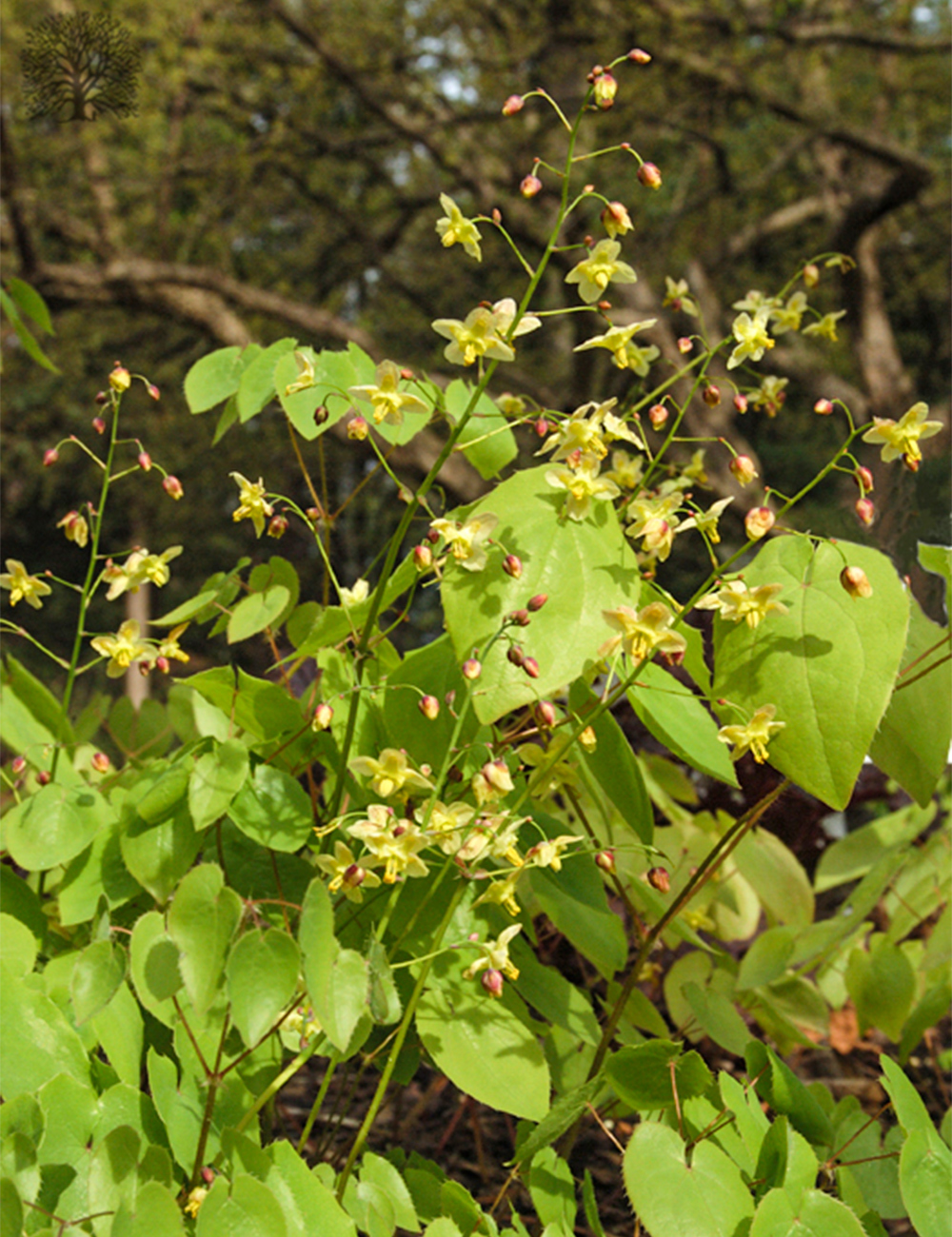 Epimedium Black Sea