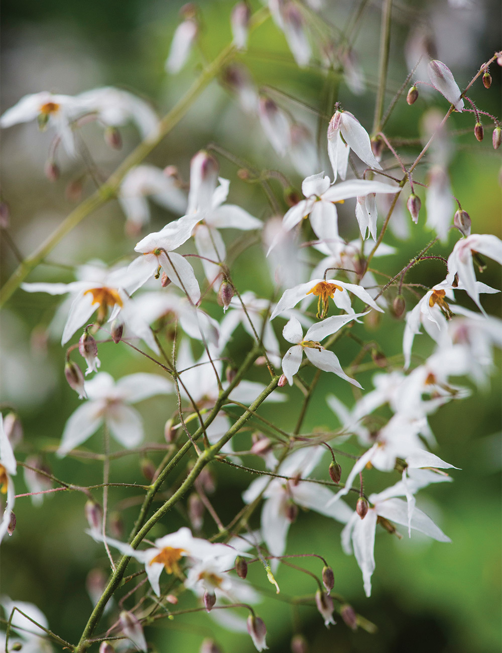 Epimedium Barrenwort