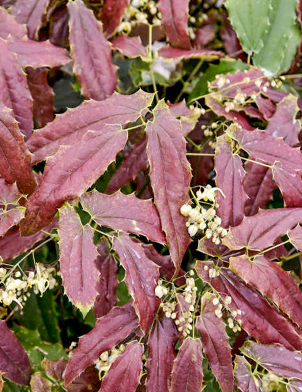 Epimedium Wushan Fairy Wings