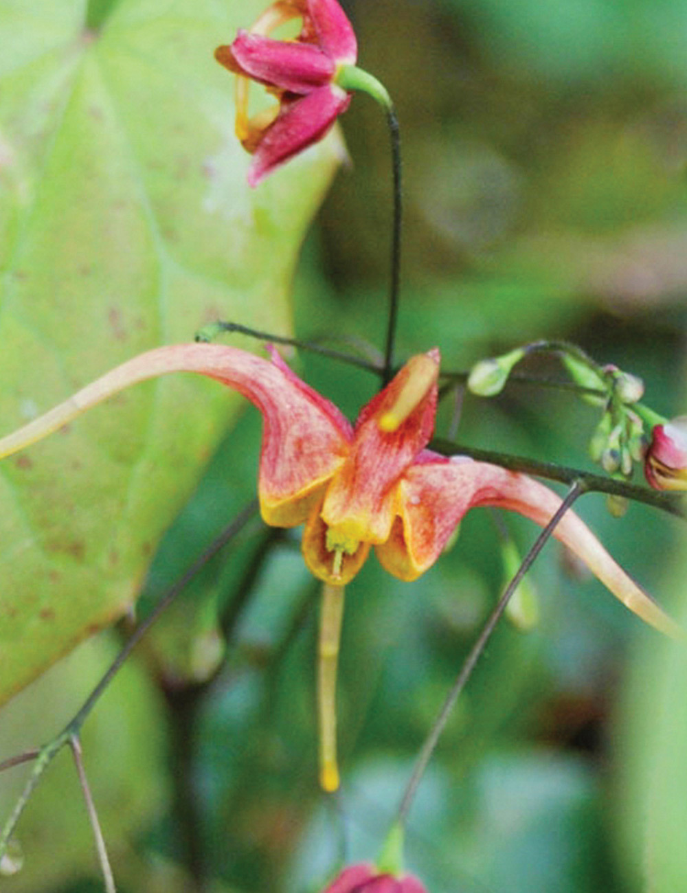 Epimedium 'Akane'