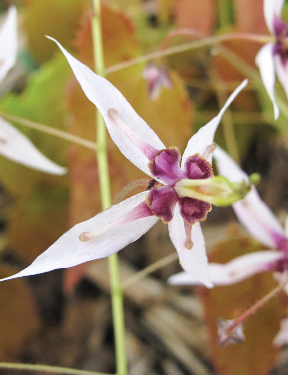 Epimedium Farges' Fairy Wings