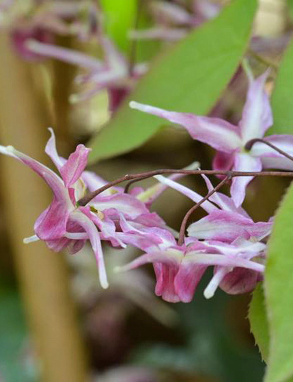 Epimedium Tancho