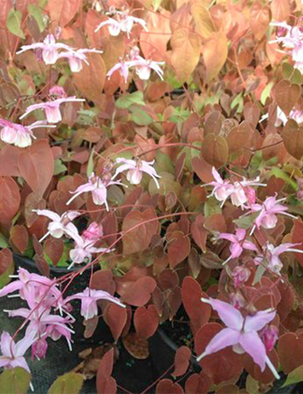 Epimedium 'Violaceum'