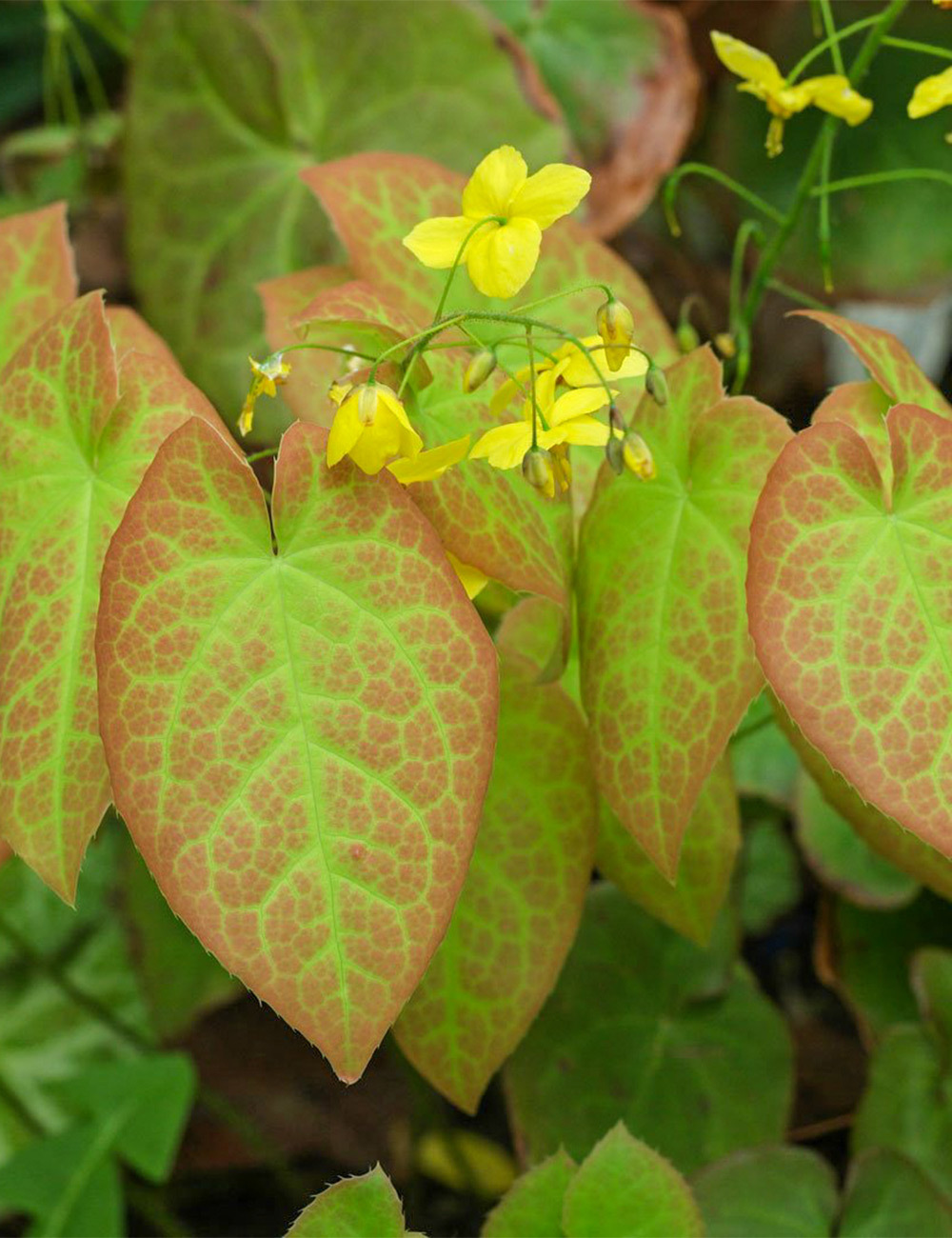 Epimedium Colchium Epimedium
