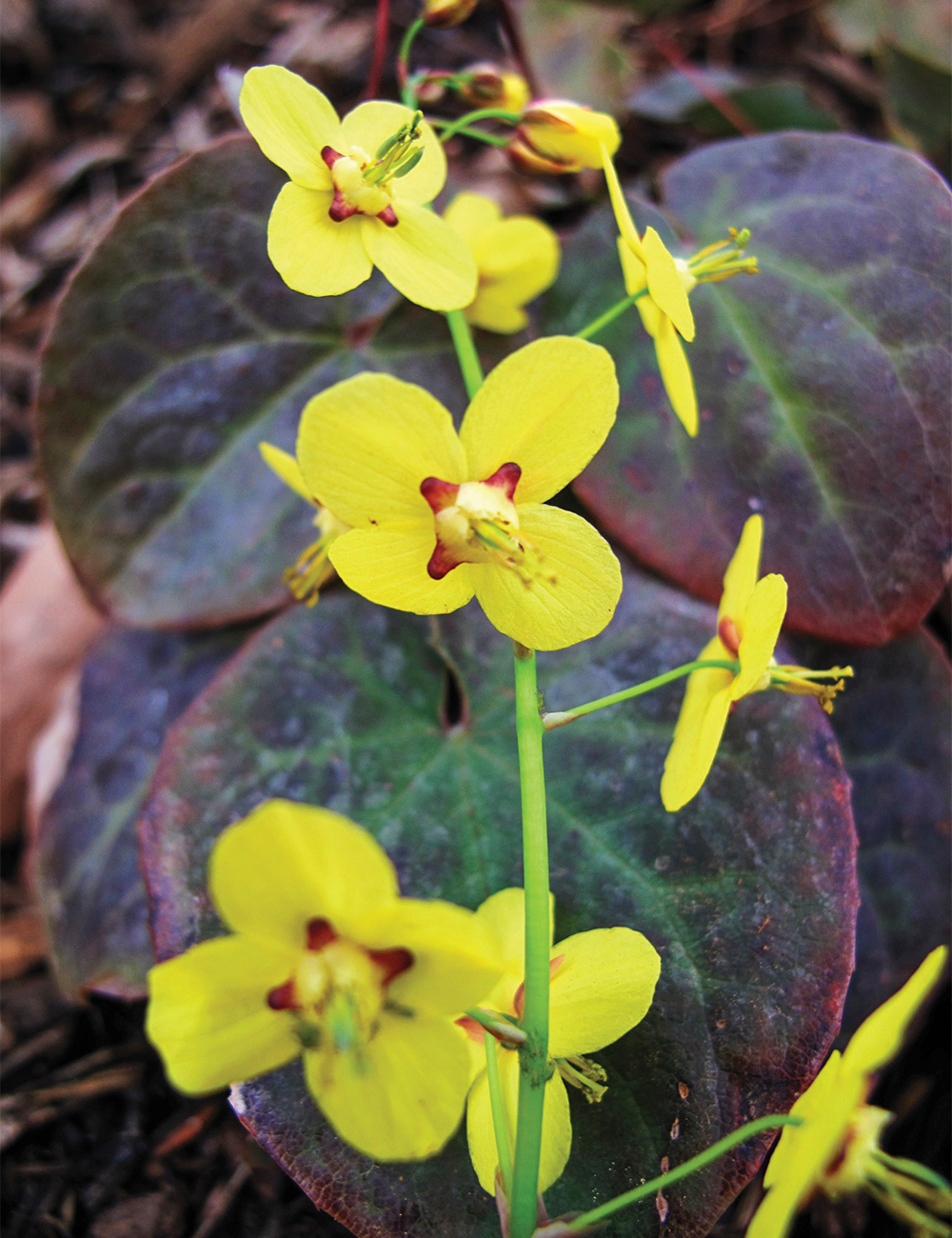 Epimedium 'Thunderbolt'