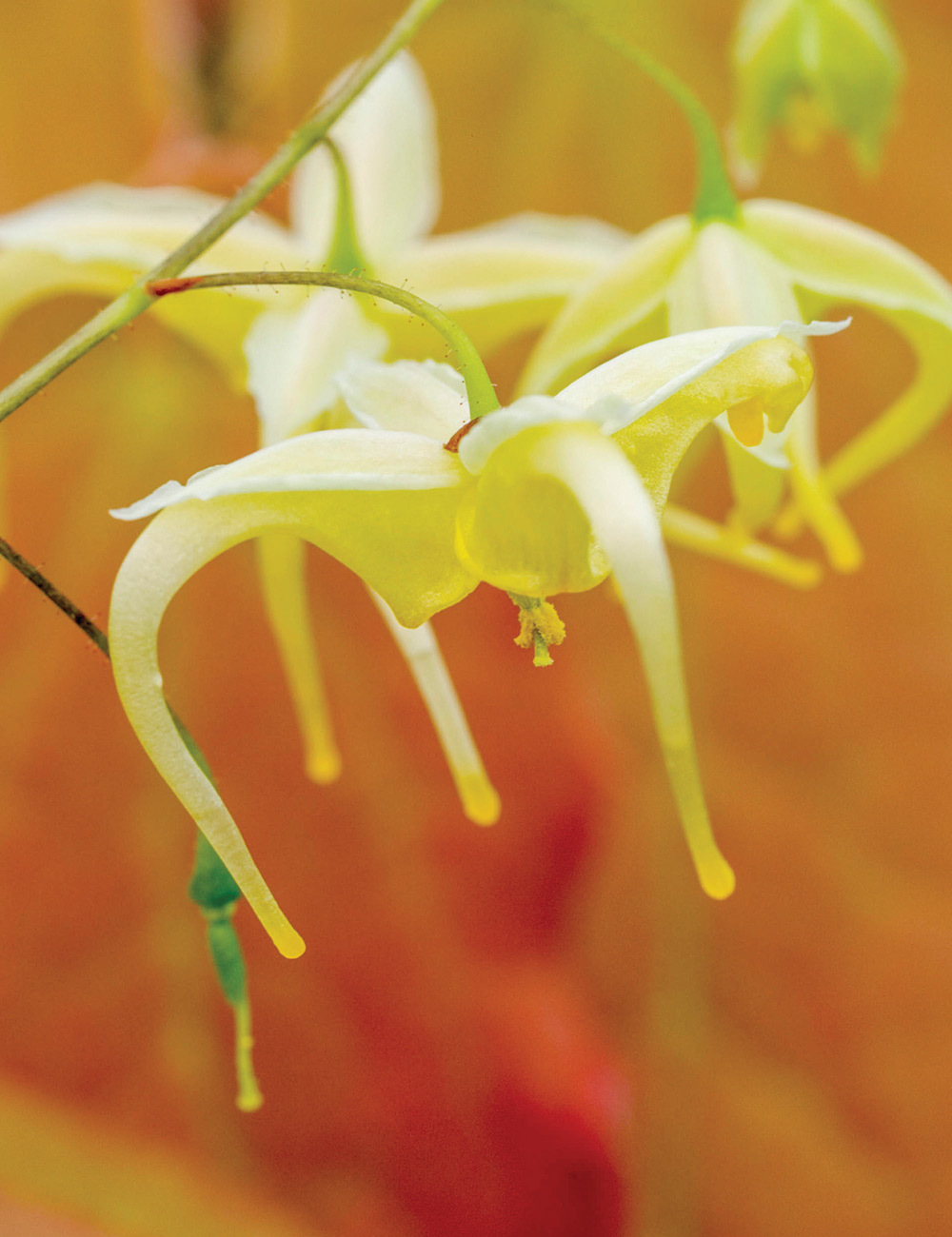 Epimedium 'Brimstone Butterfly'