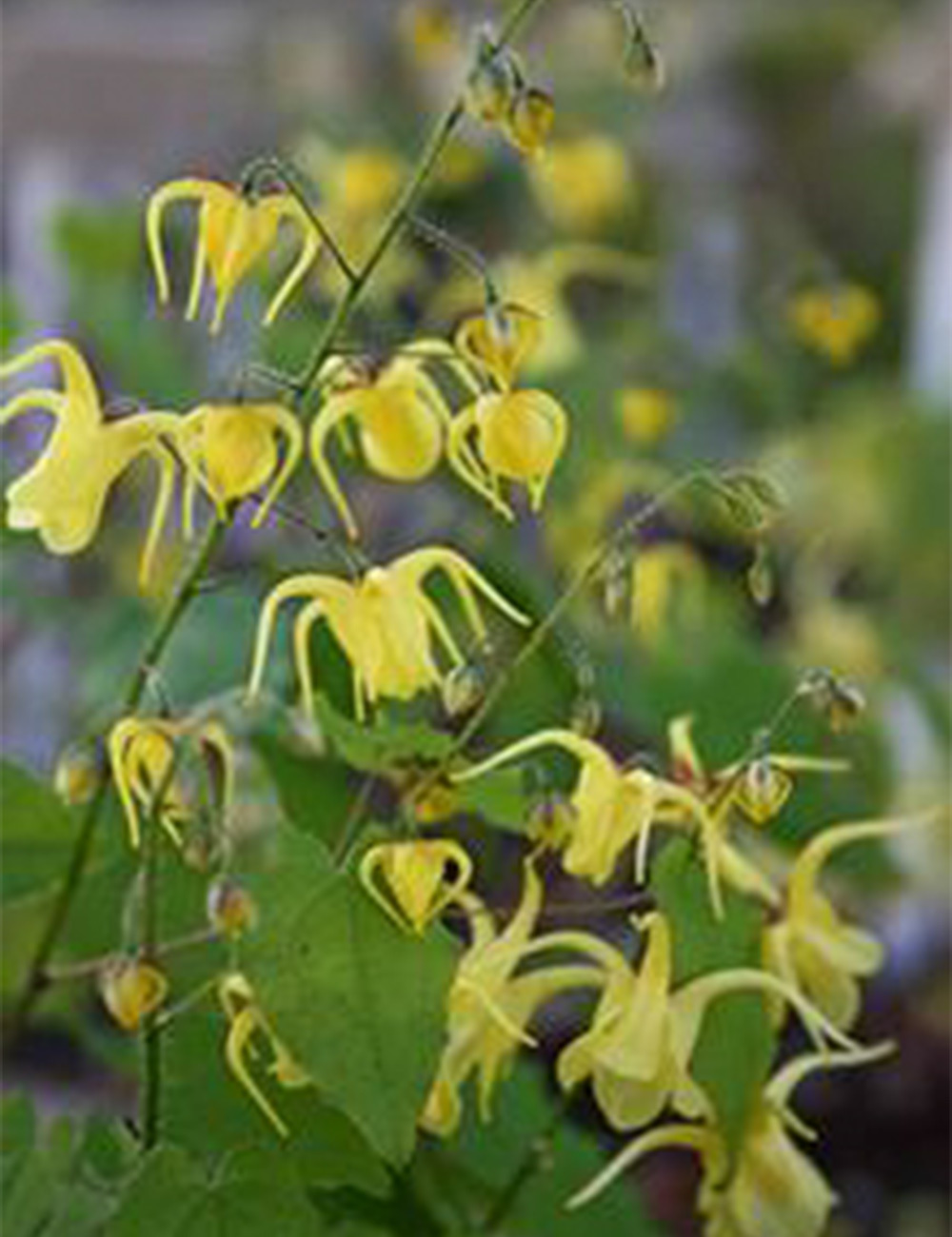 Epimedium Franchett's Fairy Wings