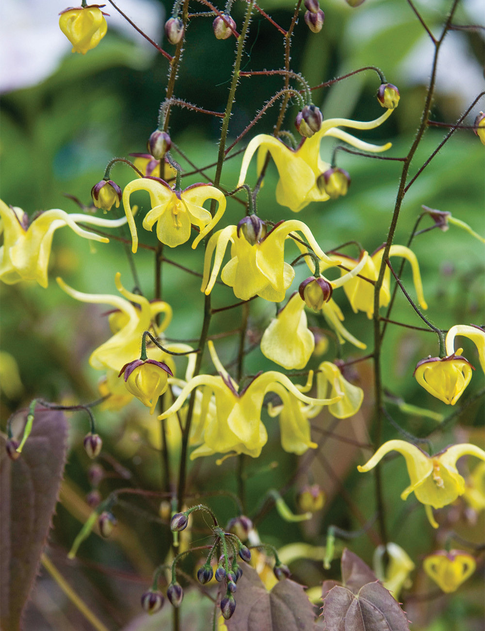 Epimedium Bishops Hat