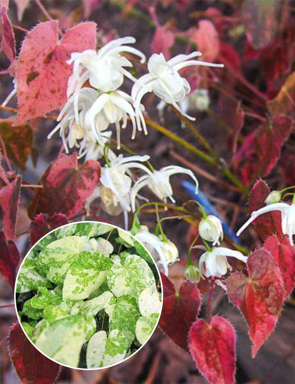 Epimedium 'Creamsickle'