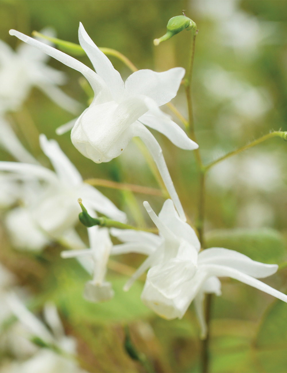 Epimedium 'Okuda's White'