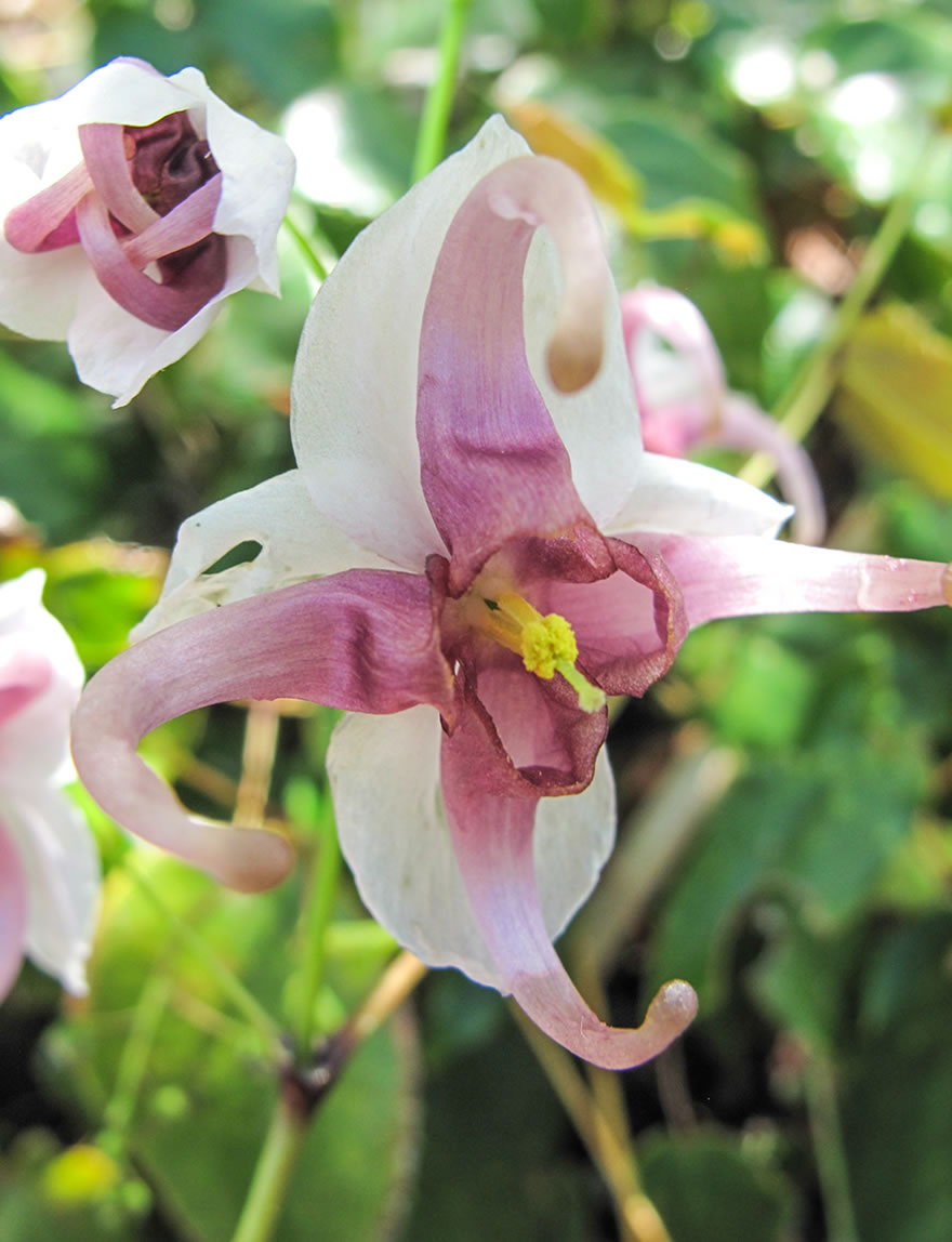 Bishops Hat Epstein's epimedium