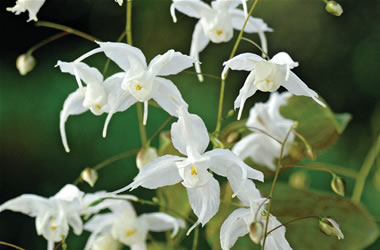 Epimedium 'Fairy Wings' Arctic Wings