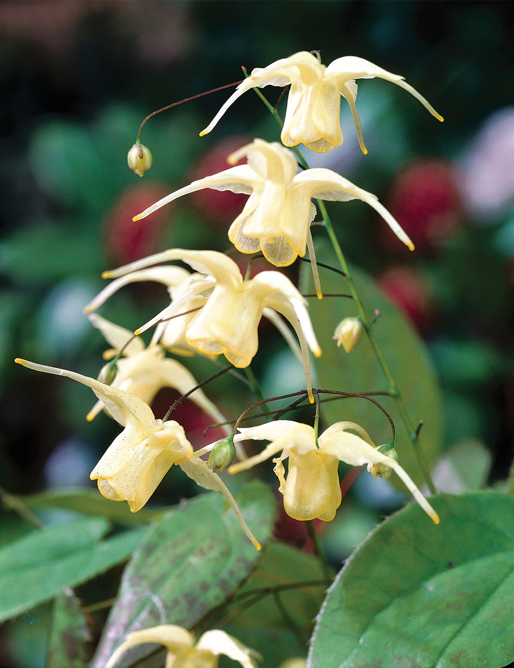Epimedium 'Flowers of Sulphur'