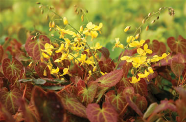 Epimedium 'Frohnleiten'
