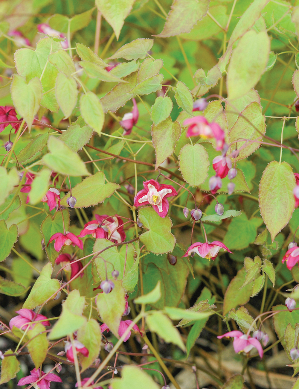 Epimedium Alpine Barrenwort