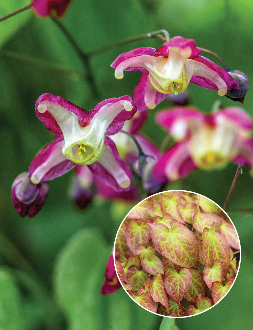 Epimedium x rubrum