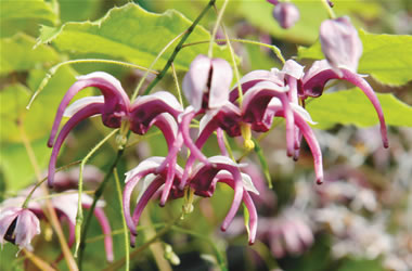 Epimedium 'Fairy Wings' Sichuan Epimedium