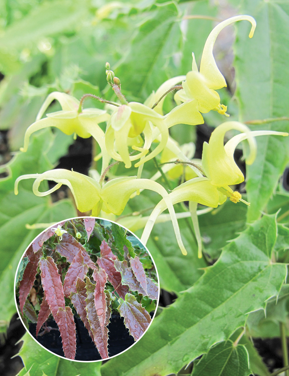 Epimedium 'Spine Tingler'