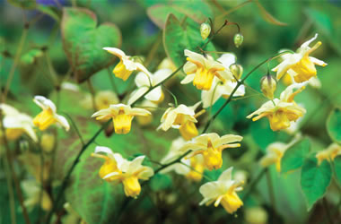 Epimedium 'Sulphureum'