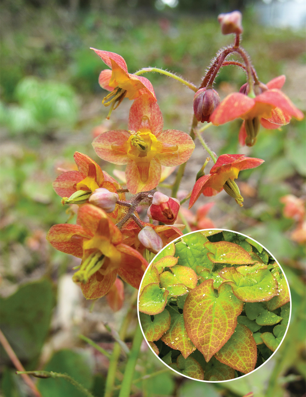 Epimedium 'Warley Epimedium'