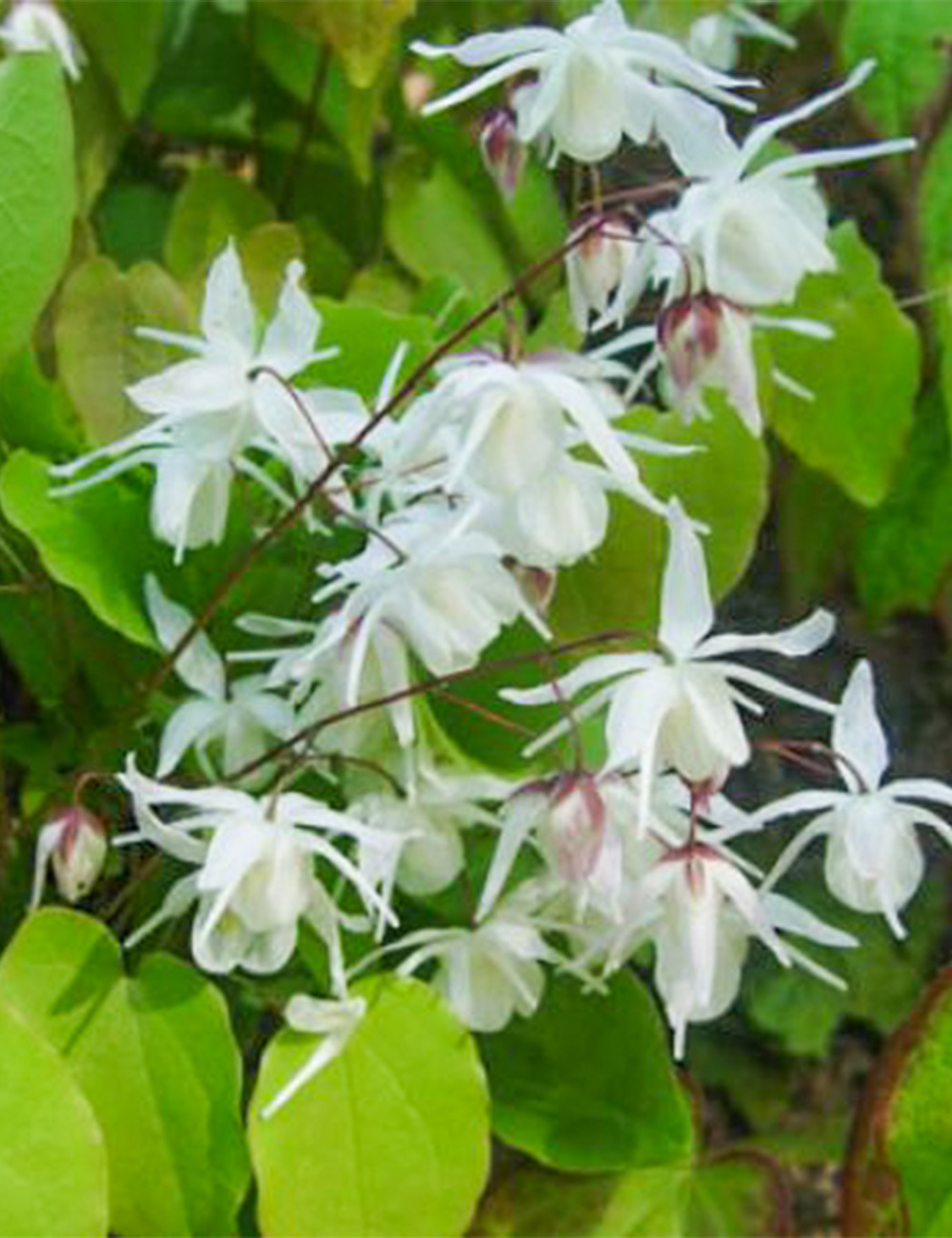 Epimedium 'Yenomoto'