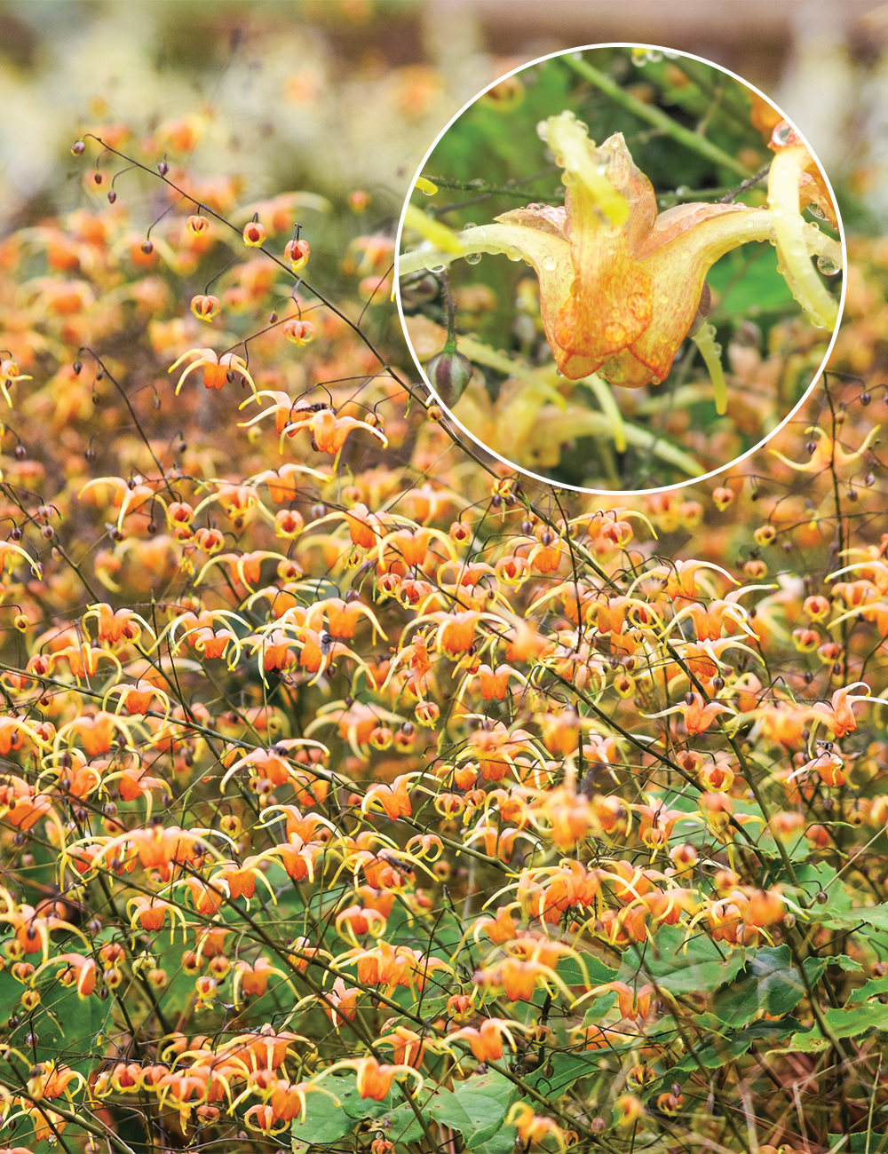 Epimedium 'Amber Queen'