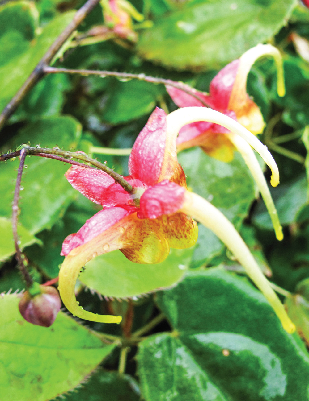 Epimedium 'Court Jester'