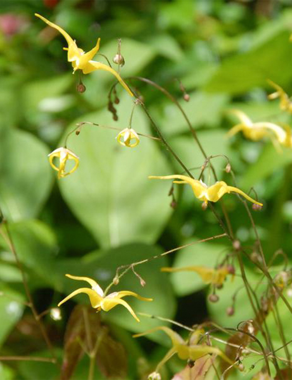 Epimedium 'Golden Eagle'