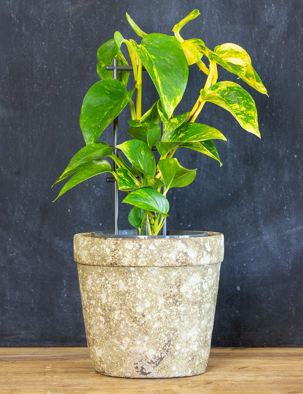 Pothos Devils Ivy